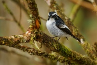 Lejsek cernobily - Ficedula westermanni - Little Pied Flycatcher o5654